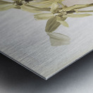 Coelogyne pandurata from Reichenbachia Orchids 1888-1894 illustrated by Frederick Sander 1847-1920.  Metal print