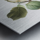 Astracan Apple Malus astracanensis from Pomona Italiana 1817 - 1839 by Giorgio Gallesio 1772-1839.  Metal print