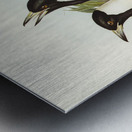 Tasmanian Crow-Shrike Gymnorhina organicum illustrated by Elizabeth Gould 1804–1841 for John Gould’s 1804-1881 Birds of Australia  Metal print