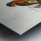 Red-throated Pachycephala Pachycephala rufogularis illustrated by Elizabeth Gould 1804–1841 for John Gould’s 1804-1881 Birds of Australia  Metal print