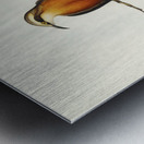 Red-breasted Pomatorhinus Pomatorhinus rubeculus illustrated by Elizabeth Gould 1804–1841 for John Gould’s 1804-1881 Birds of Australia  Metal print