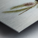 Buff-bellied shrike-thrush Colluricincla rufiventris illustrated by Elizabeth Gould 1804–1841 for John Gould’s 1804-1881 Birds of Australia  Metal print