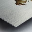 Moutain Thrush Oreocincla lunulata illustrated by Elizabeth Gould 1804–1841 for John Gould’s 1804-1881 Birds of Australia  Metal print