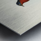 Chestnut-breasted Cuckoo Cacomantis castaneiventris illustrated by Elizabeth Gould 1804–1841 for John Gould’s 1804-1881 Birds of Australia  Metal print