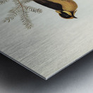 Helmeted Honey-eater Ptilotis cassidix illustrated by Elizabeth Gould 1804–1841 for John Gould’s 1804-1881 Birds of Australia  Metal print