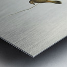 Western Acanthiza Acanthiza apicalis illustrated by Elizabeth Gould 1804–1841 for John Gould’s 1804-1881 Birds of Australia  Metal print