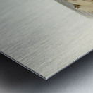 White-faced Storm Petrel Thalassidroma marina illustrated by Elizabeth Gould 1804–1841 for John Gould’s 1804-1881 Birds of Australia  Metal print