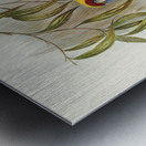 Great-billed Heron Ardea rectirostris illustrated by Elizabeth Gould 1804–1841 for John Gould’s 1804-1881 Birds of Australia  Metal print