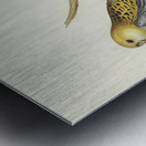 Pale-headed Parakeet Platycercus palliceps illustrated by Elizabeth Gould 1804–1841 for John Gould’s 1804-1881 Birds of Australia  Metal print