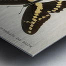 Giant Swallowtail Papilio Cresphontes from Moths and butterflies of the United States 1900 by Sherman F. Denton 1856-1937.  Metal print