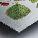 Plum leaved thorn from Edwards Botanical Register 1829-1847  by Sydenham Edwards John Lindley and James Ridgway. Metal print