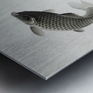 Three carps 1877-1945 by Ohara Koson 1877-1945. Metal print