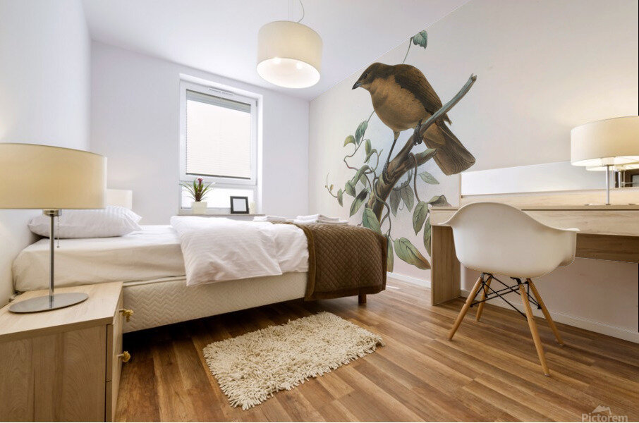 Amblyornis Inornatus 1873 Mural print