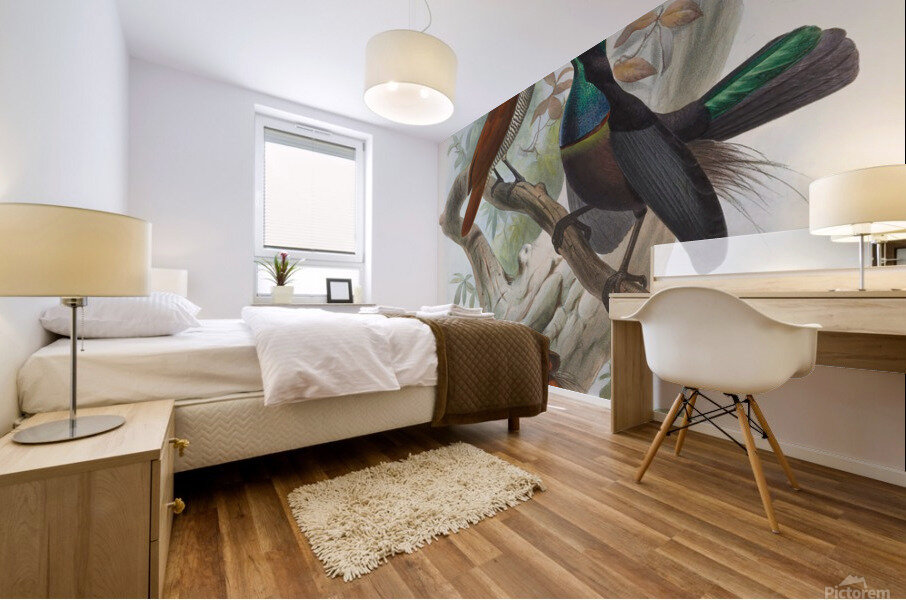 Ptiloris magnificus 1873 Mural print