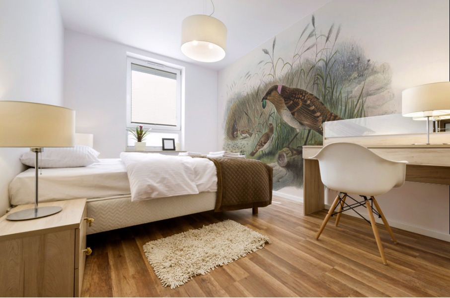 Chlamydodera maculata 1873 Mural print