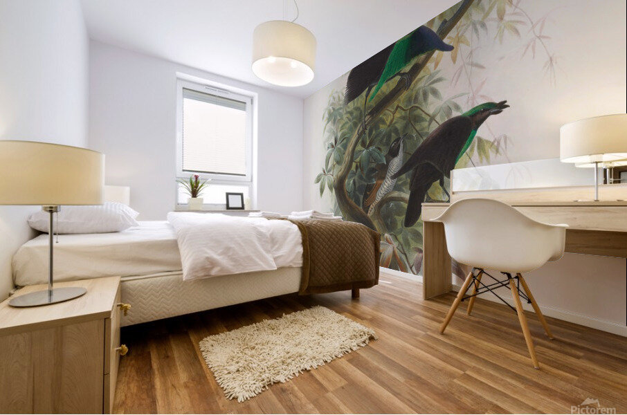 Lophorina atra 1873 Mural print