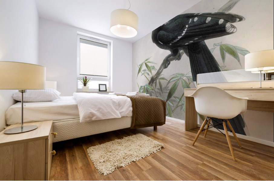 Anorrhinus albocristatus 1882 Mural print