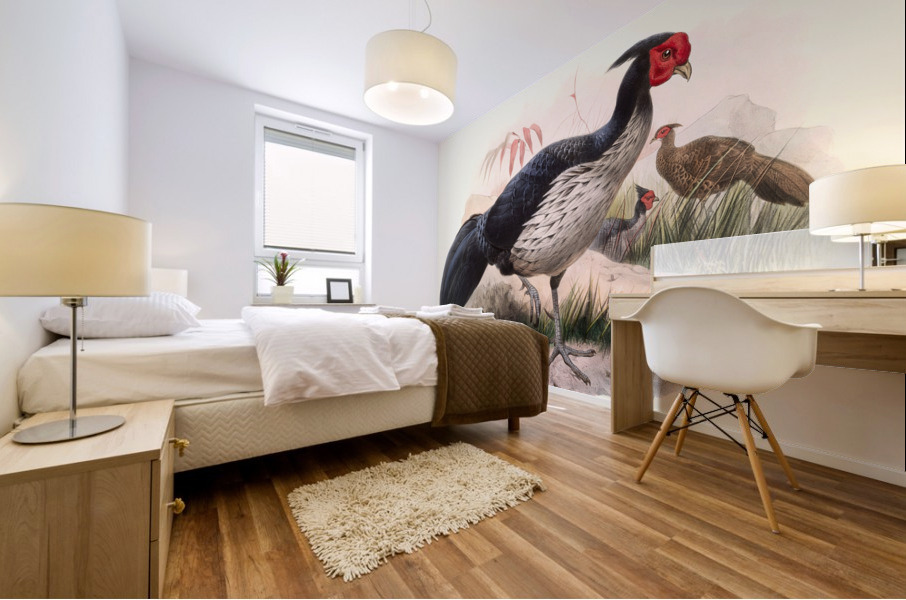 Euplocamus melanotis. 1872 Mural print