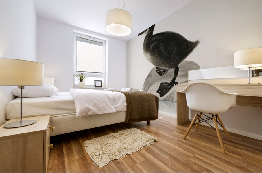 Somateria mollissima Mural print