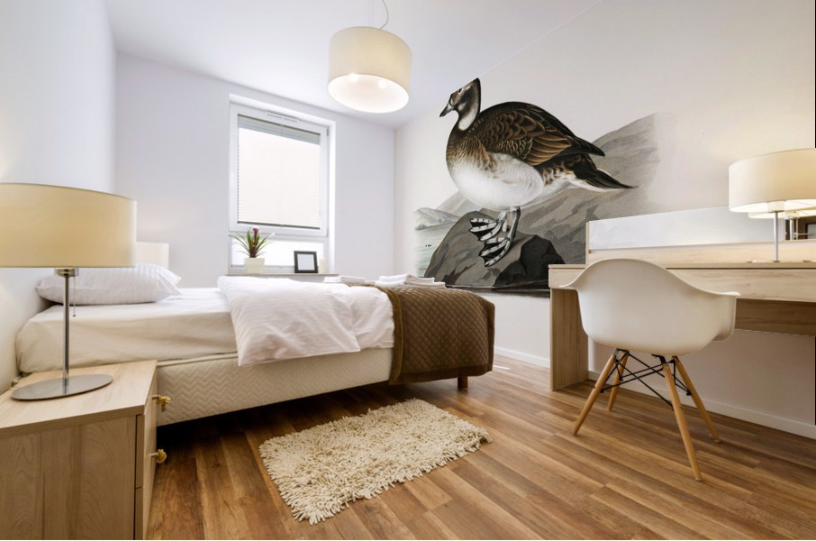 Long-tailed Duck Harelda hyemalis Mural print