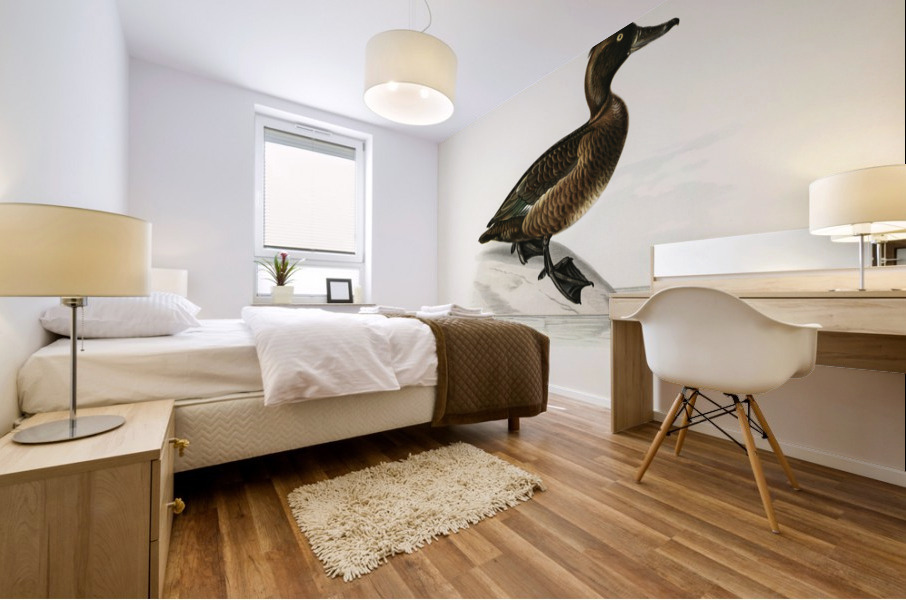 Ferruginous duck female Nyroca fuligule Mural print