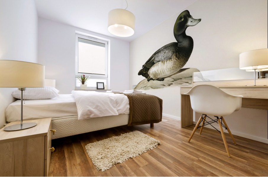 Greater Scaup Scaup female Nyroca marila Mural print