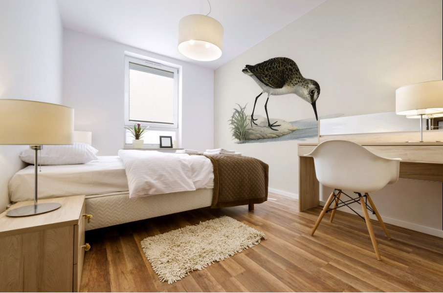 Little stint tringa minuta Mural print