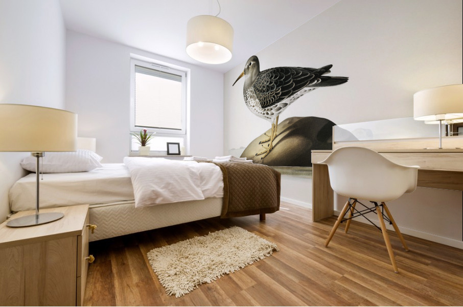 Purple Sandpiper tringa maritima Mural print