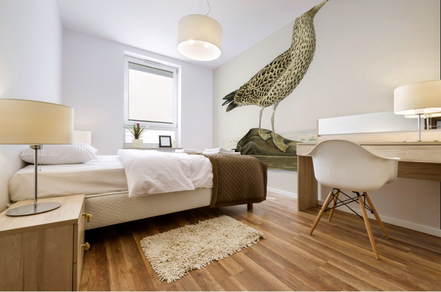 Leser black-backed gull Larus fuscus Mural print