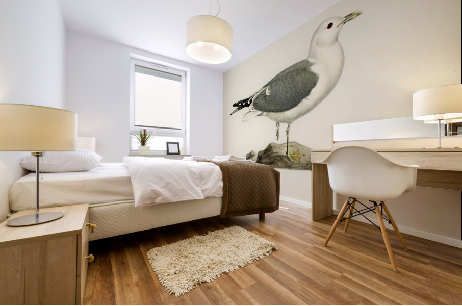 Common gull larus canu Mural print