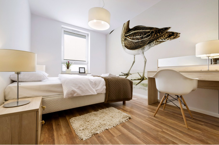 Common snipe capella gallinago Mural print