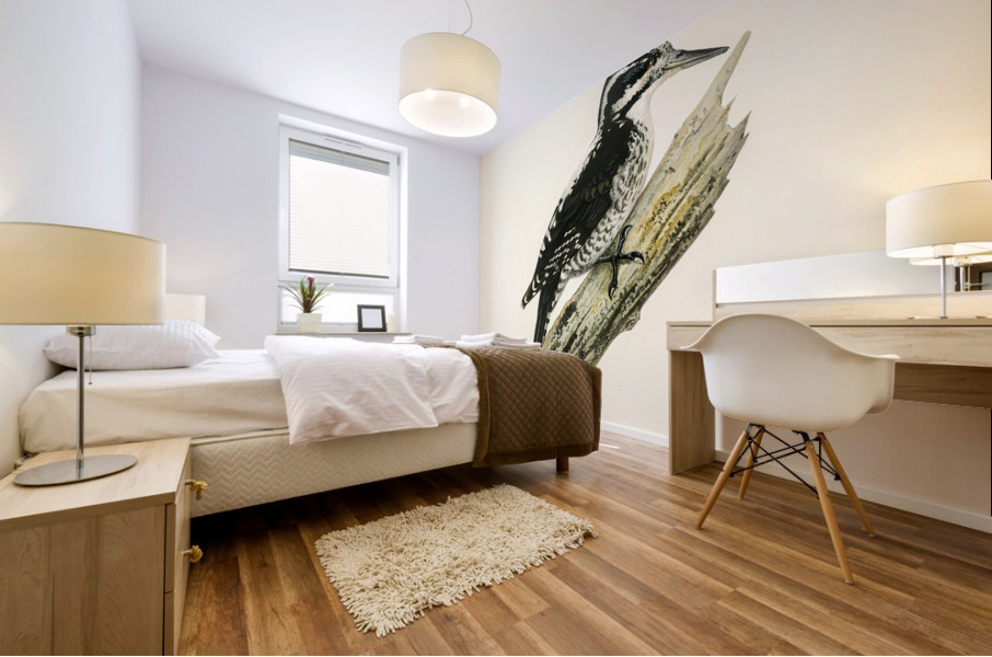 Three-toed woodpecker Picoides Tridactylu Mural print