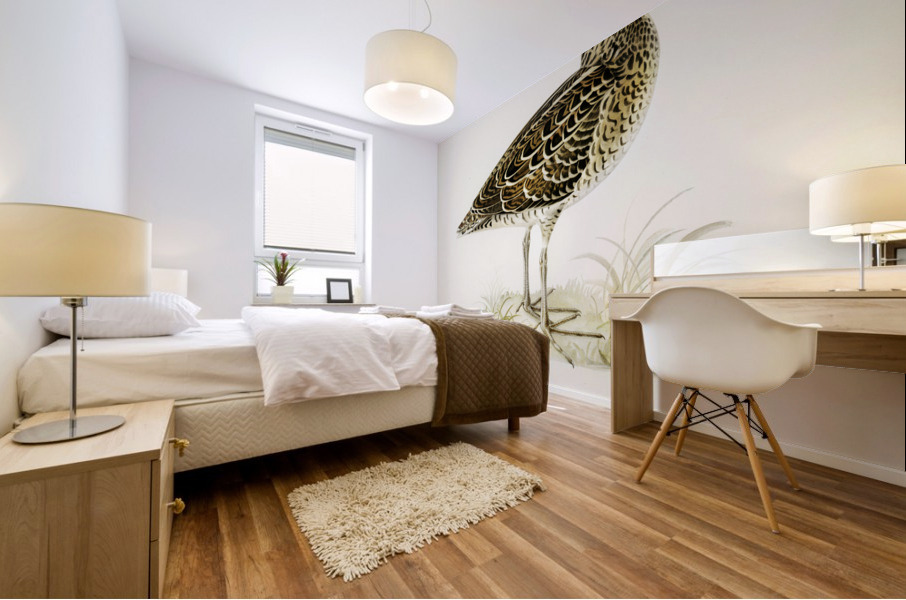 Great snipe Capella media Mural print