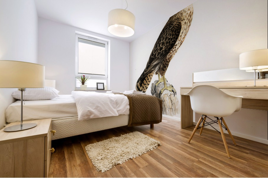 Common Buzzard Buteo buteo intermedius Mural print