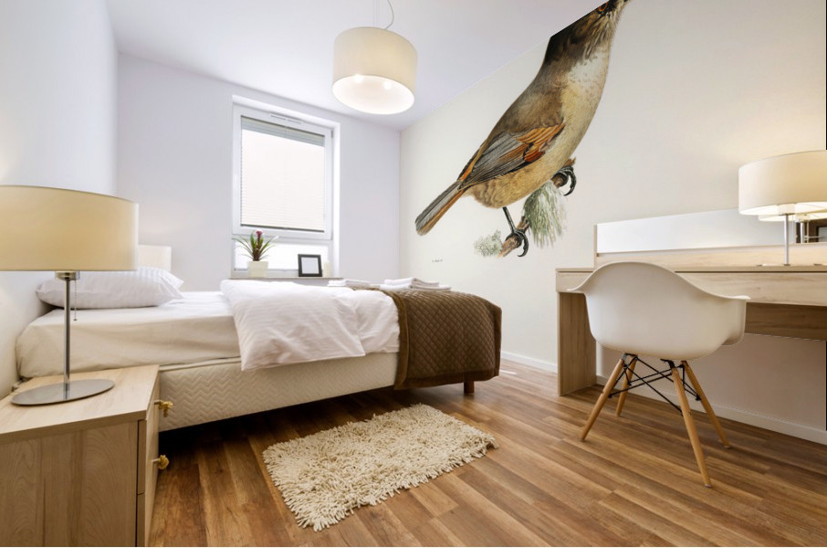 Siberian Jay Perisoreus infaustus Mural print