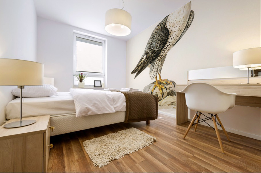 Peregrine Falcon Falco peregrinus Mural print