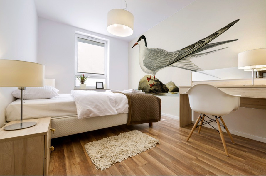 Common tern STERNA HIRUNDO Mural print