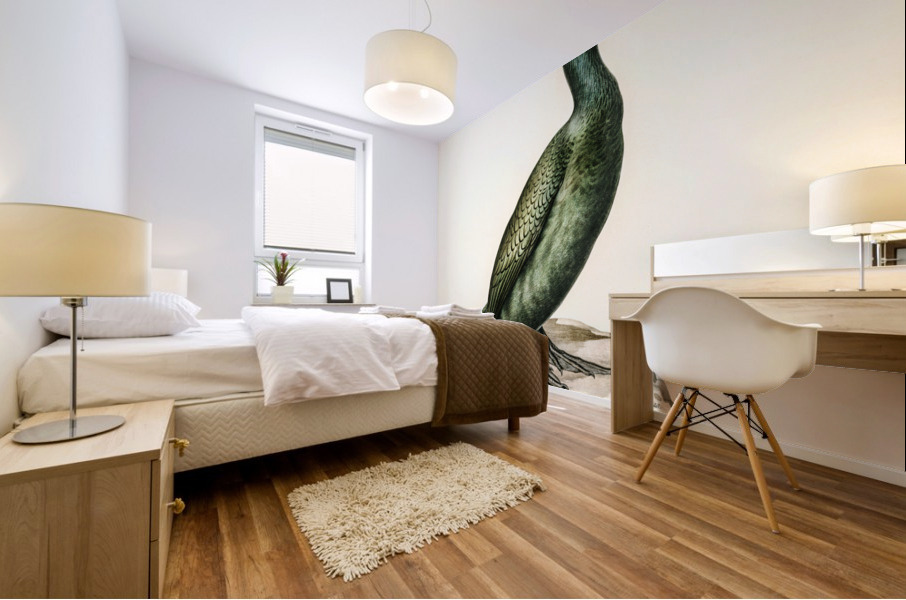 European shag Phalacrocorax aristotelis Mural print