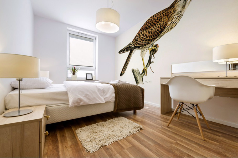 Common Kestrel female Falco tinnunculus Mural print