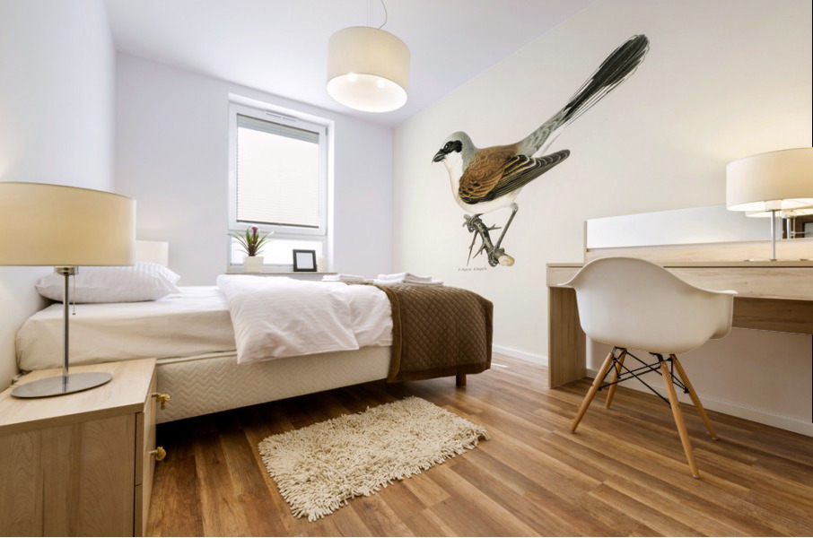 Red-backed Shrike male Lanius collurio Mural print