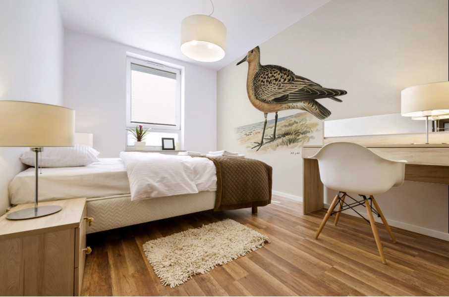 Red Knot ♂ Tringa Canutus Mural print