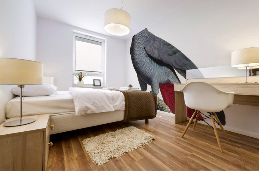 Congo grey parrot  Mural print