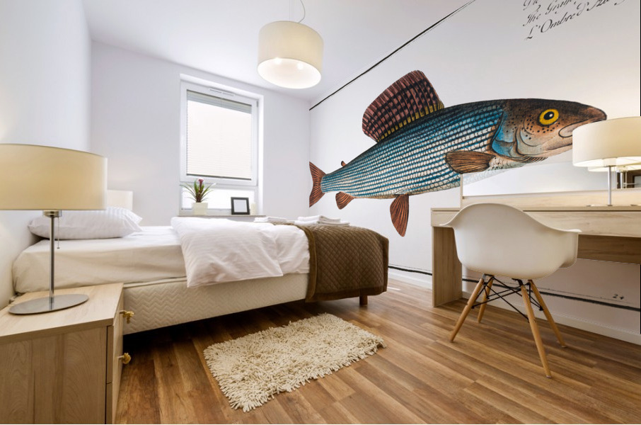 Grayling Salmo Thymallus Mural print