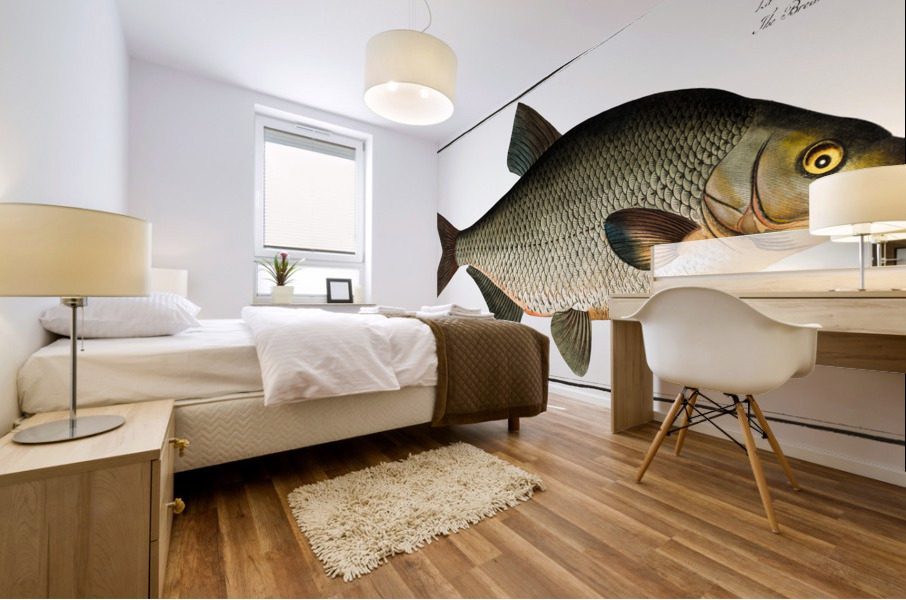 Bream Cyprinus Brama Mural print