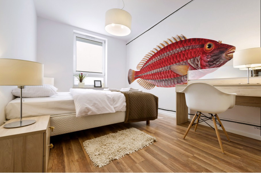 Red Parrot-fish Scarus croicensis Mural print