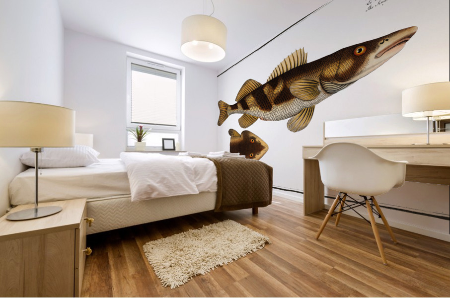 Singel Perca Zingel Mural print