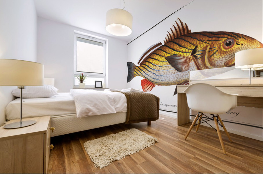 Bearded Umber Sciaena cirrosa Mural print