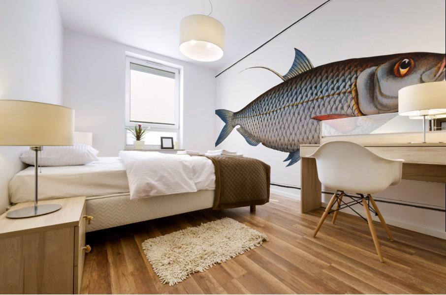 Sprat Clupea Thrissa Mural print