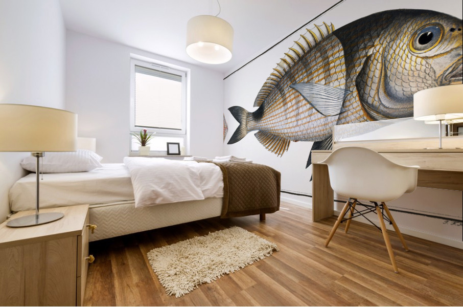 Base Sparus Sargus Mural print