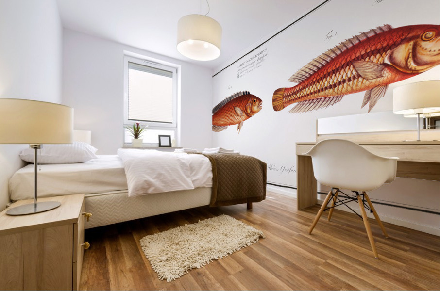 1. Double-Striped Wrasse Labrus bivittatus 2. Great-Scaled Wrasse Labrus macrolepidotus Mural print